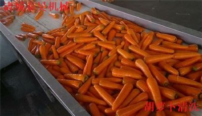 胡萝卜网带式清洗机